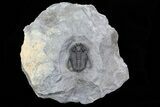 Devil Horned Cyphaspis Trilobite - Top Quality Specimen #71711-5